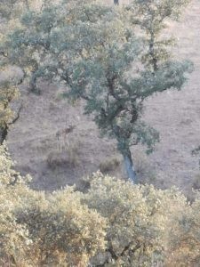 Sierra De Las Cabras Una Monter A Para Disfrutar Con Isa As Espinosa