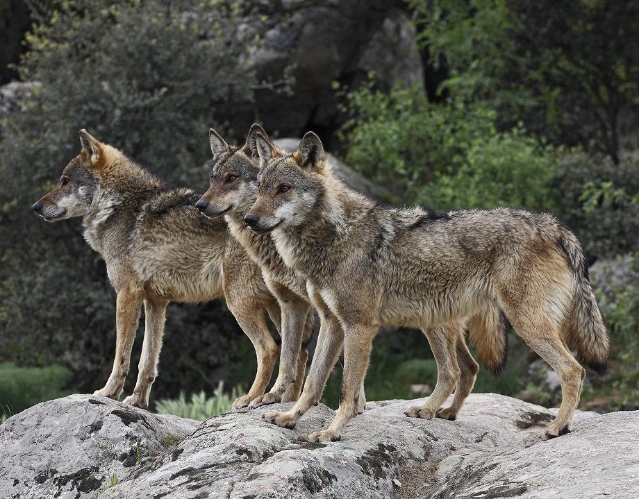 Los lobos atacan, un año más, a varios perros de caza en los montes de  Vimianzo - TodoMonteria