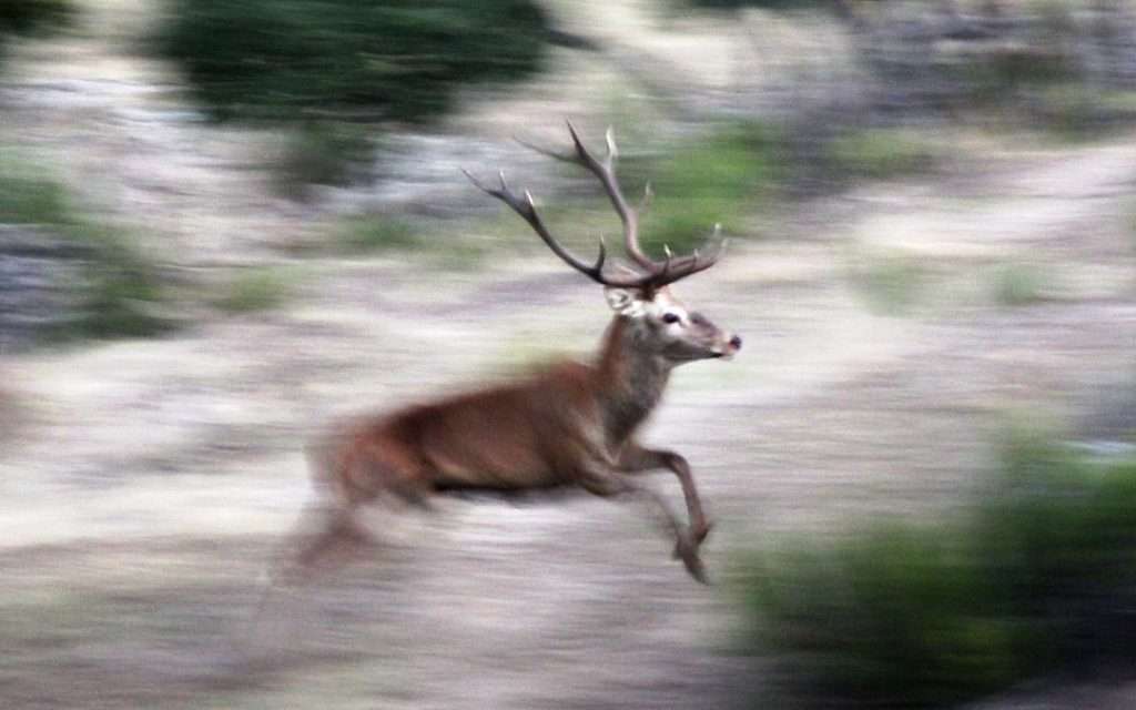 Venado-al-puesto-1080x675 los engarbos