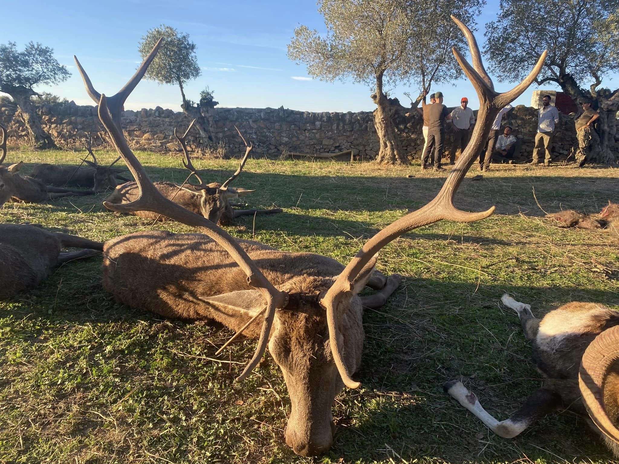 Vizcondesa Venatoria Safaris