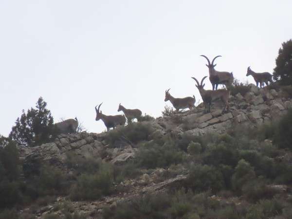 macho montés beceite