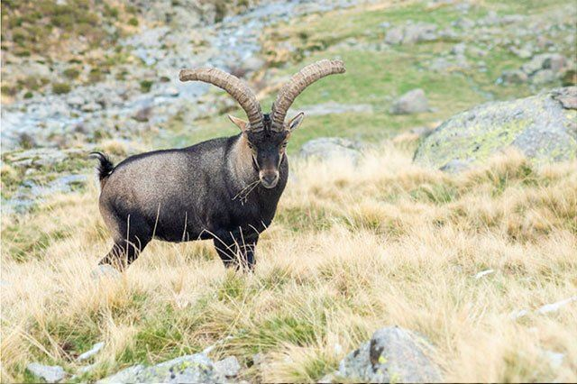 Beceite macho montés