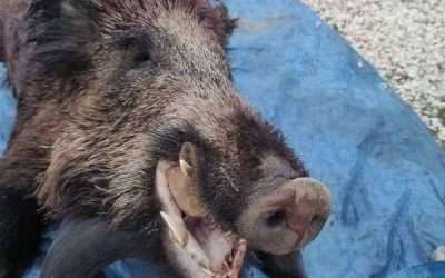 ¡Últimos puestos para la montería de Los Barrancones, en Soria!