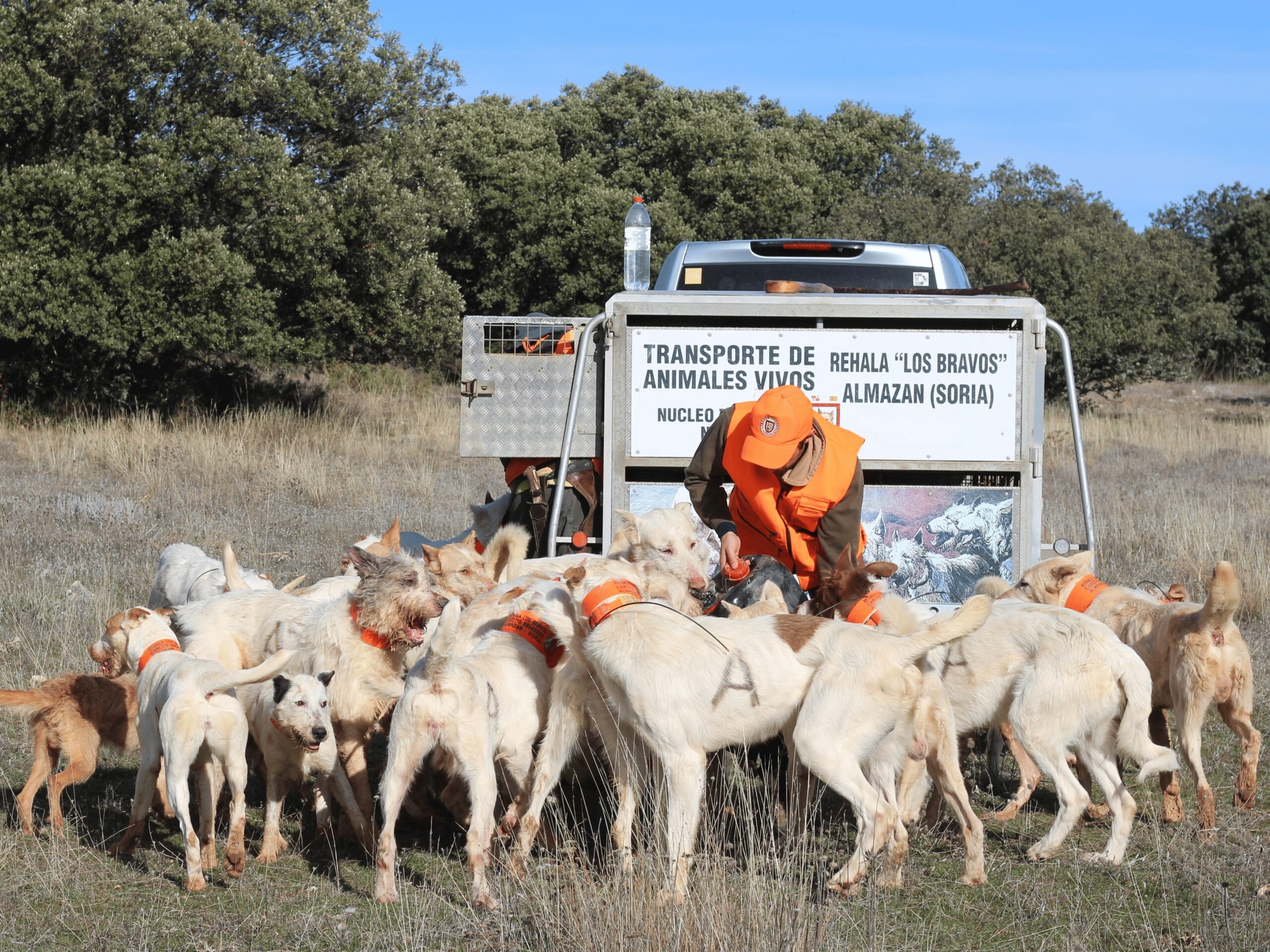 Perros de rehala ARRECAL