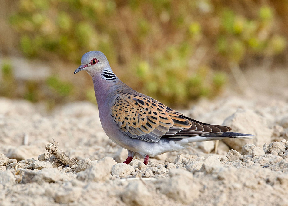 tórtola europea Andalucía