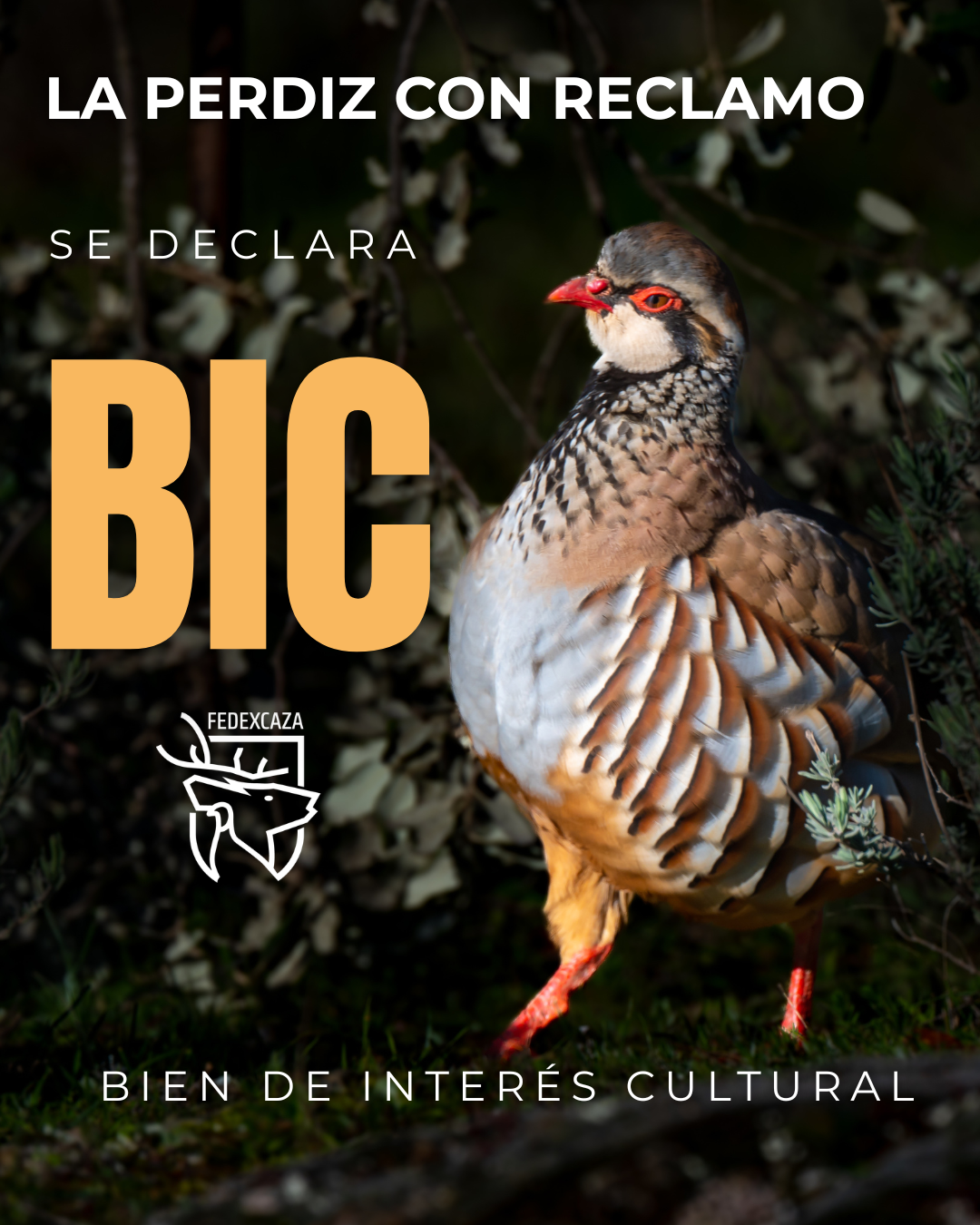 Perdiz con reclamo BIC en Exemadura