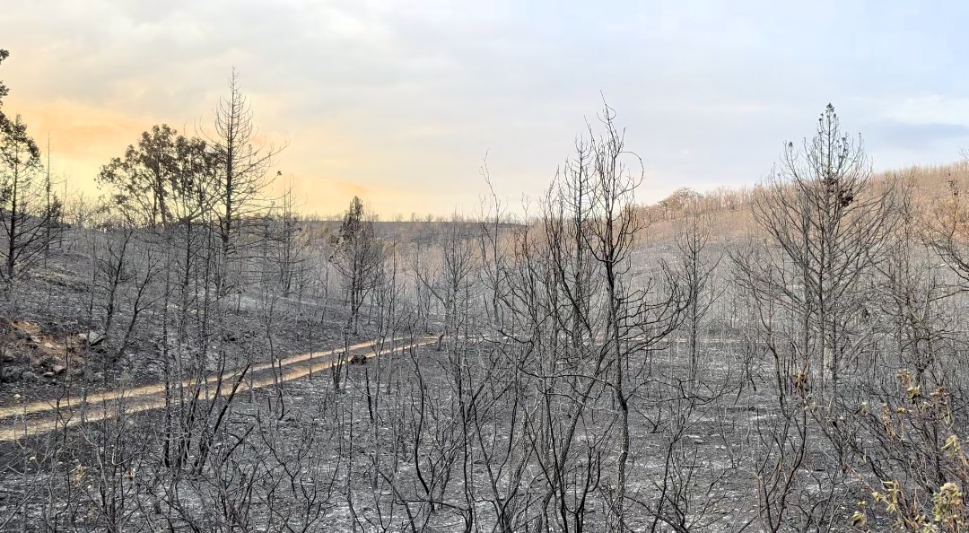 Incendios Fundación Artemisan